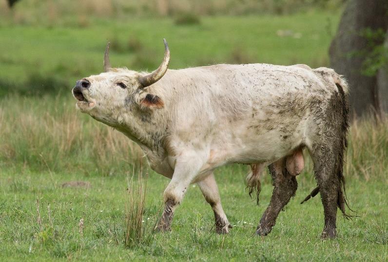 Day 1 - Wednesday An early start from Norfolk will enable us to visit the Chillingham Wild Cattle of Northumberland. These are wild animals. They are not cared for in any way and are truly wild.
