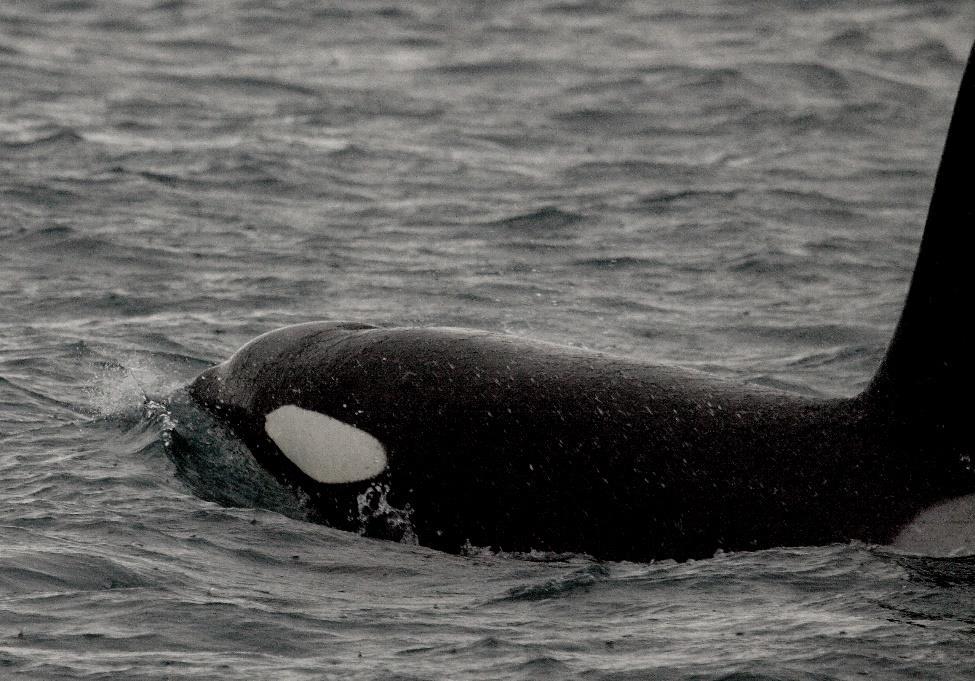 Over the past few years Orcas have been observed passing the headlands on a migration.