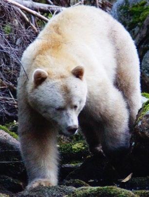 7 8 Today we hope to catch a glimpse of the coastal wolves that inhabit the Great Bear Rainforest.