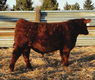 3 44 79 20 42 9 -.22.16 -.01 These 3 bulls are an outstanding group of full brothers.