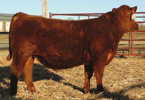 This guy is one of the longest in the sale, he is out of a super cow who has a 106 MPPA, and is real stylish. Check him out.