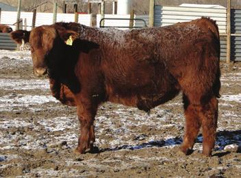 Lass 406 955299 BFCK Cherokee CNYN 4912 DCC Queenie 906 1.5 35 74 23 41 7 -.04.02 -.02 WW: 705 lbs. Here is the final bull in the sale and boy is he a good one.