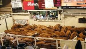 com Your Cattle Marketing Headquarters!