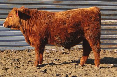 Yearling Bulls LMG GILLS STURGIS 1607 160 March 16, 2011 1455836 RED 6 Mile Full Throttle 171T 1232884 RD Ter-Ron Fully Loaded 540R RED Six Mile Witzel 360J 912625 BJR Monu 4X-303 LMG Dynette 902 0.