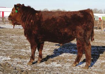 His dam is a good Norseman King daughter who has a 101 MPPA.