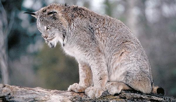 STATION A 1. What is the correct scientific name (sometimes called Latin name) of this animal? a. Bobcat b. Lynx rufus c. Lynx canadensis d. Ceryle alcyon 2.