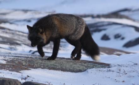 STATION E 12. What is the correct common name of this animal? a. Coyote b. Grey Wolf c. Red Fox d. Gray Fox 13. How may Morphs does this animal have? a. 4 b.