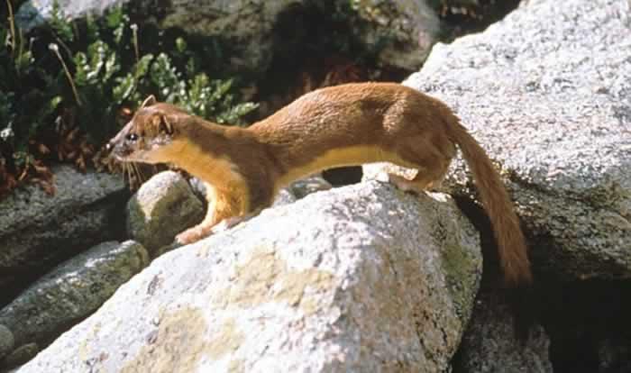 STATION I 23. What is the correct common name of this animal? a. Mink b. Least Weasel c. Long-tailed Weasel d. Short-tailed Weasel 24. This animal is a. a herbivore b.