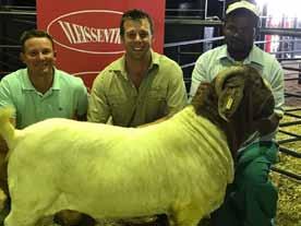Quattro Boergoat & EP Dorper Sale 12 October 2016 The annual Quattro Boergoat and E.P. Dorper club sale was held at the Willowmore Showgrounds on Wednesday 12th October.