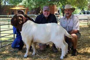 Prieska Velram Auction - 2 February 2017 Presented by GWK - Auctioneer: Deon Klopper Members of the Prieska Veld Ram Club held their 15th annual production auction on 2 February 2017.
