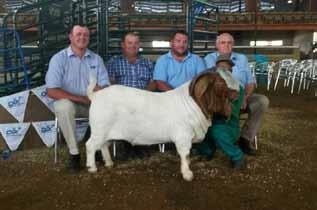 The total turnover for the auction accumulated to R726 700. Auction results Average price White Dorper rams: R8 900 Highest price White Dorper ram: R18 000 (Seller: Tony Cahi.