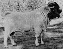 Champion ewe: Herman Groenewald