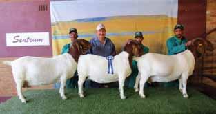 Kampioen Ram/Boer goat Reserve Grand Champion Buck: