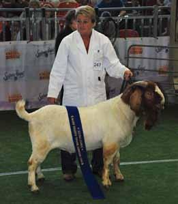 Sydney Royal Show BGBAA website Judge: Hein Booysen 15 Exhibitors CLASS: S301 - KID CHAMPION STANDARD BOER DOE. All Class Winners are eligible to compete for this Award.