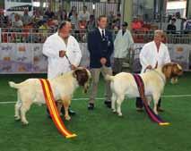 Reserve Senior Champion and Senior Champion Buck Champion Buck Standard Boer Buck Champion and Reserve Champion Réunion Beoordeling Faatjie Nell - Desember 2016 Louis Nell, my seun is genooi om n