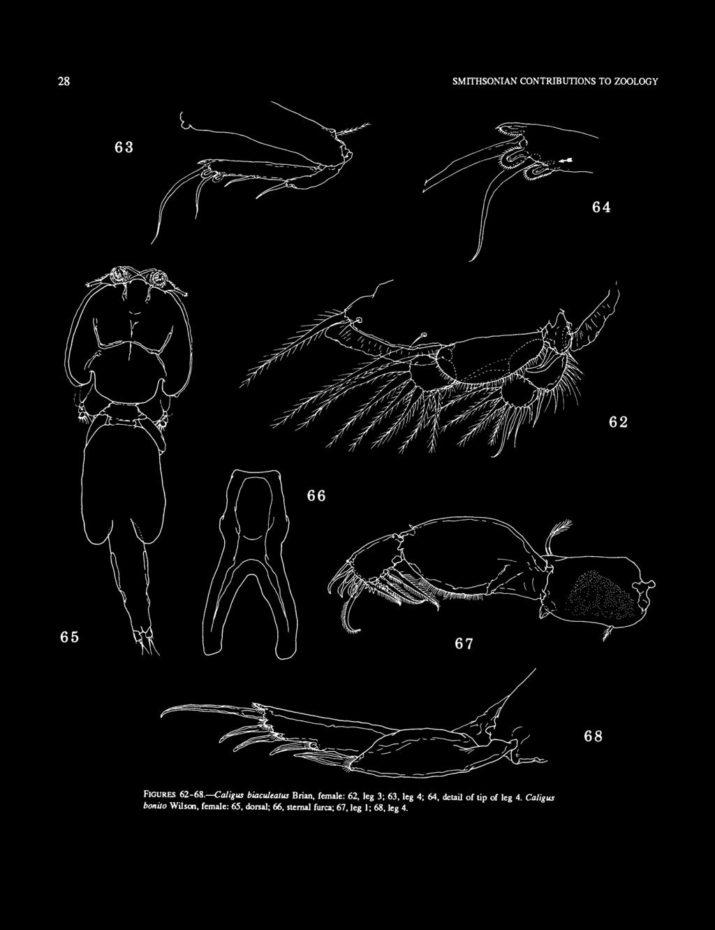 Caligus biaculeatus Brian, female: 62, leg 3; 63, leg 4;