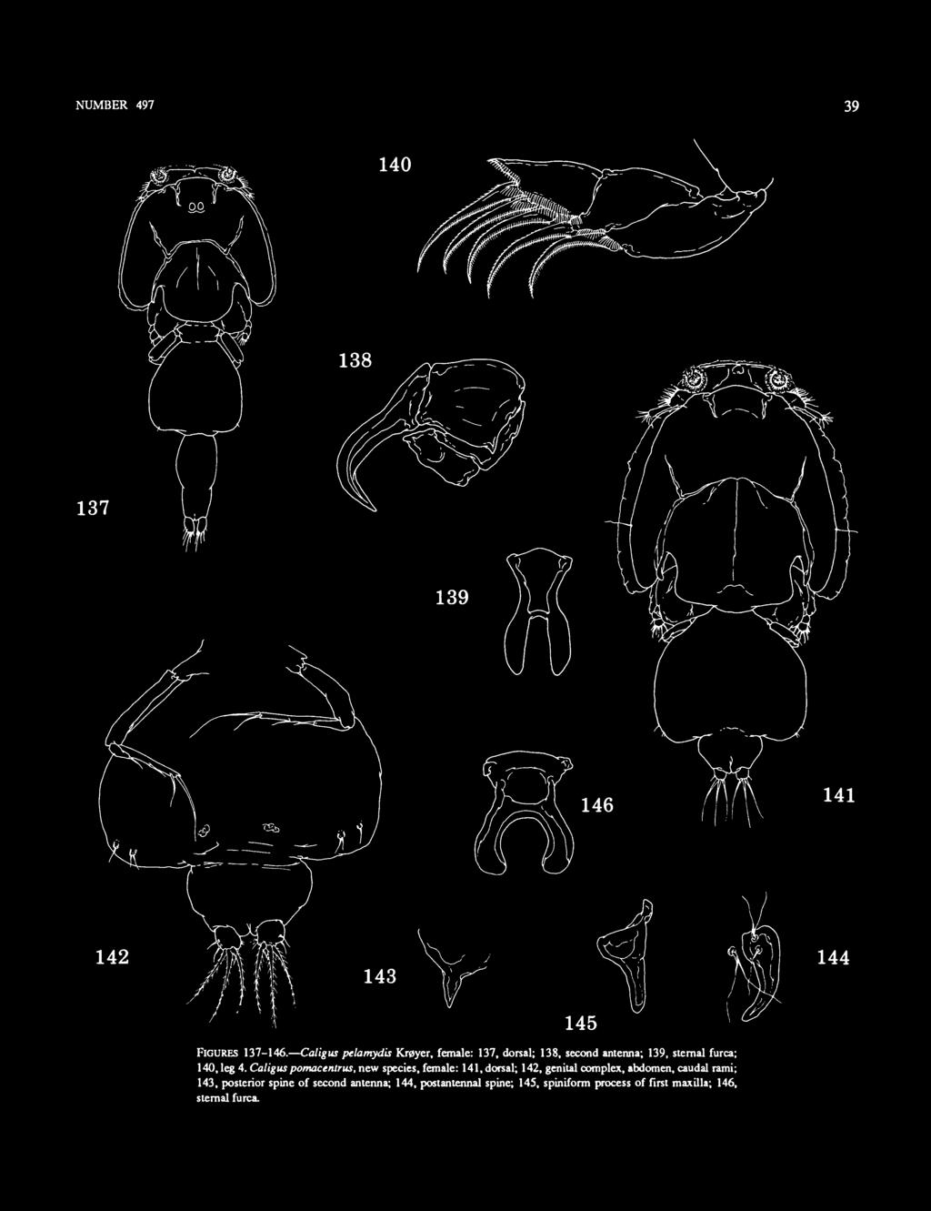 Caligus pomacenlr us, new species, female: 141, dorsal; 142, genital complex, abdomen, caudal