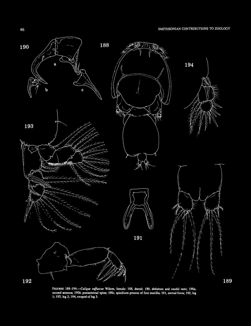 abdomen and caudal rami; 190a, second antenna; 1906, postantennal spine; 190c,