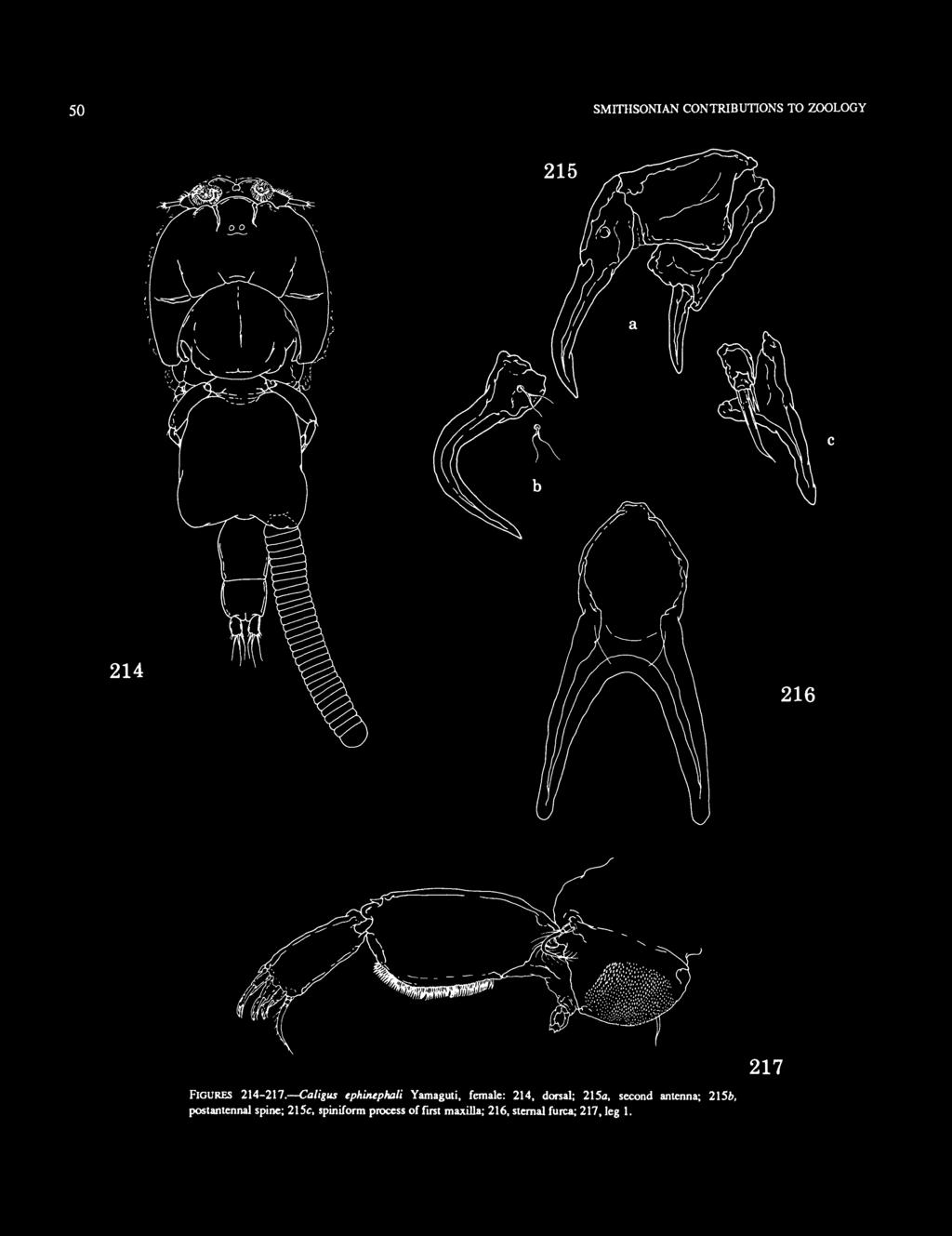 Caligus ephiruphali Yamaguti, female: 214, dorsal; 215a,