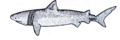 Table 1.12. Description of 15 shark species Shark Number Description 1 This is the second-largest fish, reaching 11.7 meters (m) in length.