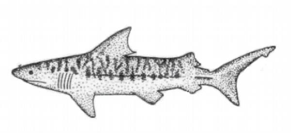 8 This shark is a notorious killer. It is found in the open ocean and close to shore.