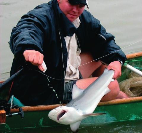 Recreational fisheries for sharks By Julian Pepperell Fishing for river