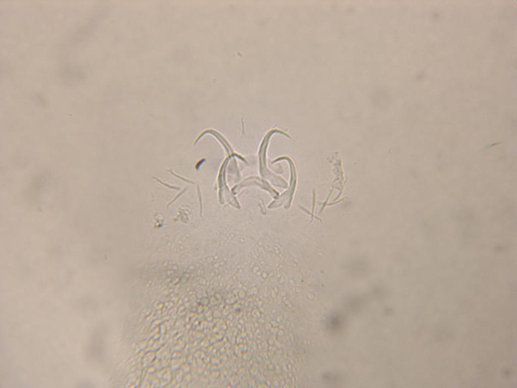 19 50 µm Figure 2.