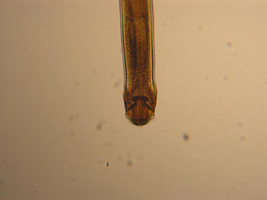 31 BC 150 µm Figure 12. Anterior of Camallanus sp.