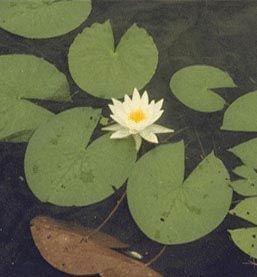 White Water Lily, Fragrant Water Lily Nymphaea odorata Description The white water lily is a perennial plant that often forms dense colonies in the wild.