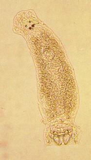 to infection. As in the case of trichodinids, monogeneans are extremely aggressive organisms.