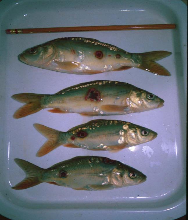 Bacteriology samples were part of this monitoring program and were conducted every 2 weeks. Dead fish were confirmed for presence of Aeromonas spp.