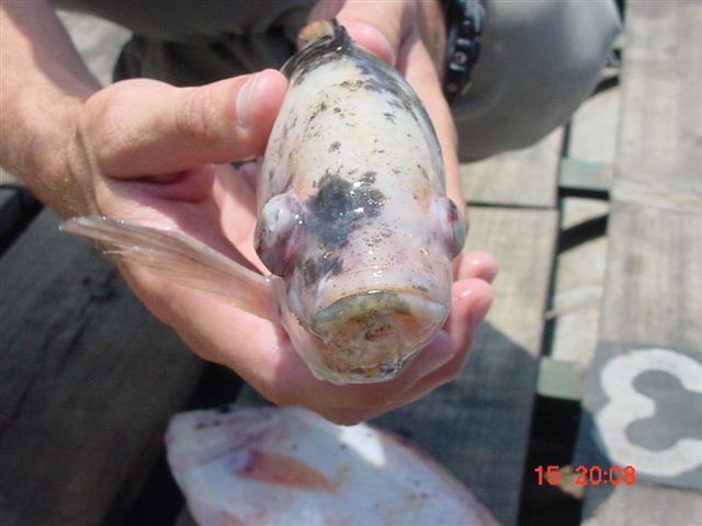Affected fish will show signs of darkening, exophthalmia, loss of appetite, and hemorrhagic or ulcerated areas at the bases of the pectoral and ventral fins and in the eye region.