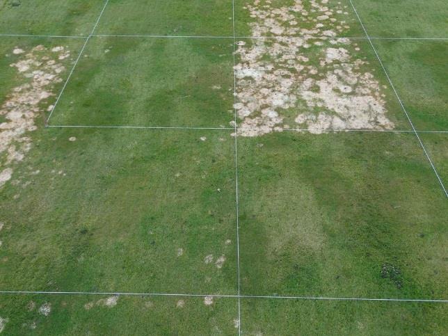 Fig. 8. Snow mold fungicide treatments on a fairway at Meadowlake Golf and Country Club. Columbia Falls, AMVAC Preventative Snow Mold Control Fairways (2016) Concert II 5.