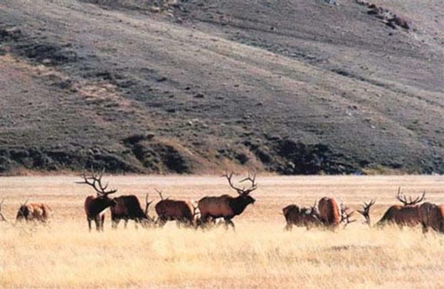 The area I hunt is some of the best in Wyoming and it provides me with the mountains, foothills and plains and the best habitat for each animal at the base of the famous Bighorn Mountains.