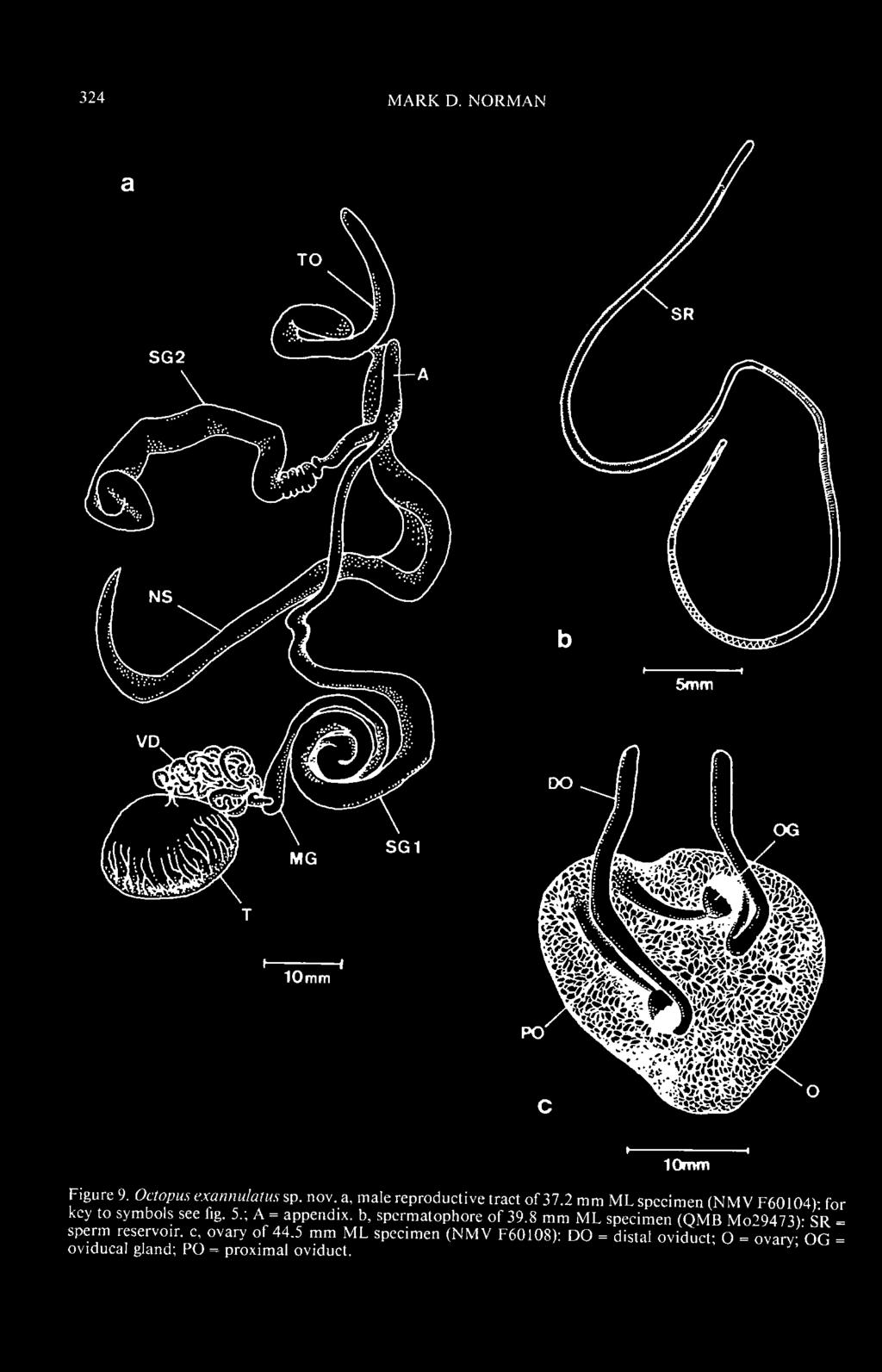 ; A = appendix, b, spcrmatophorc of 39.8 mm ML specimen (QMB Mo29473)- SR = sperm reservoir, c.