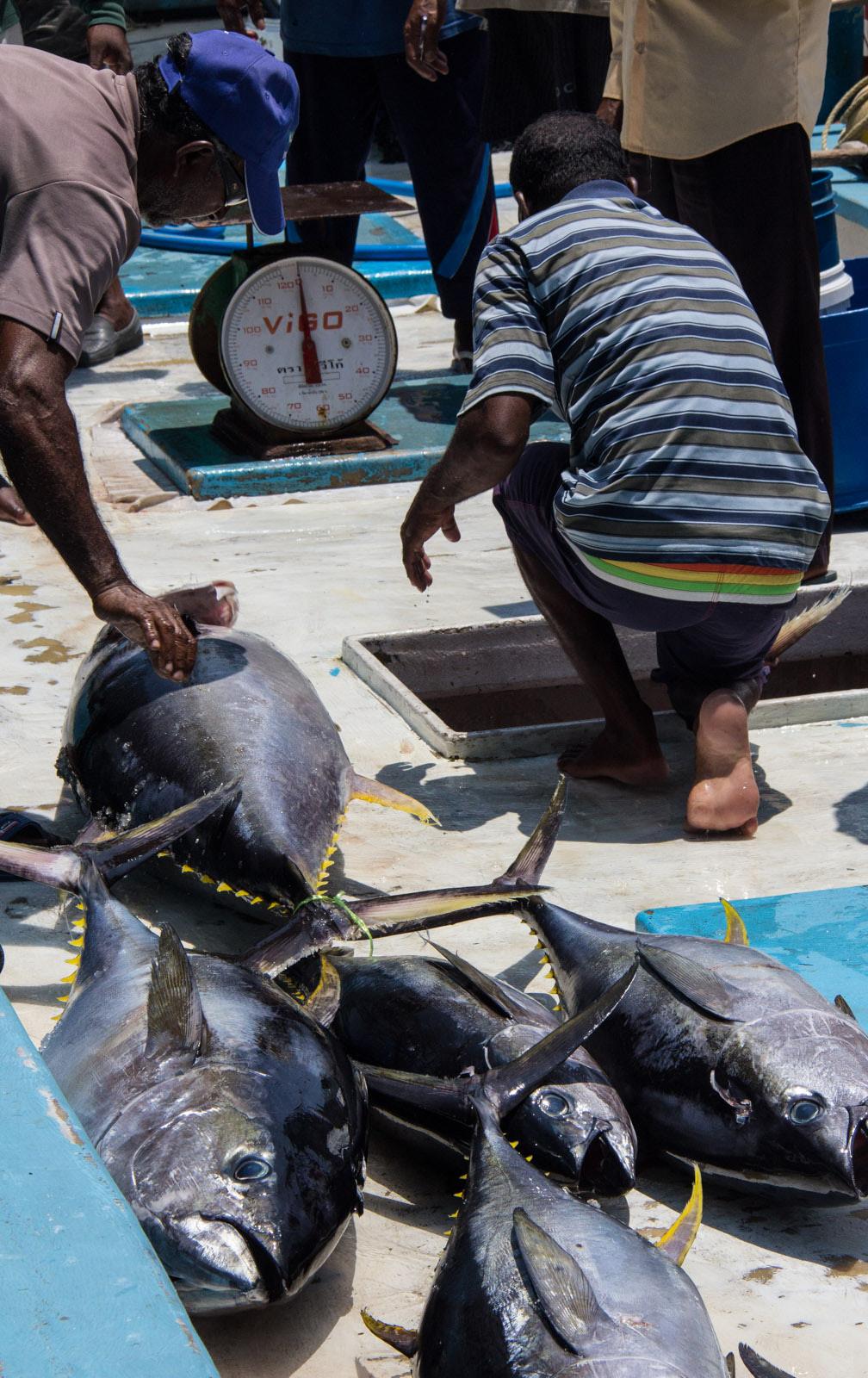WWF Fact Sheet: yellowfin tuna (Thunnus albacares) - 2015 WWF recommendations for yellowfin tuna in the Indian Ocean WWF accords the development of effective Harvest Control Rules for Indian Ocean
