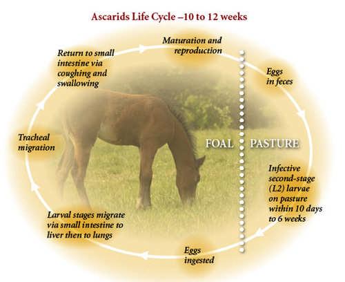 To ensure your foal stays healthy, the best procedure is to develop a regular parasite control programme.