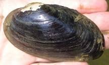 Mussels are in trouble Patchy, Impaired Rare Endangered Elliptio complanata Strophitus undulatus Alasmidonta heterodon State Conservation Status Scientific Name Scientific Name DE NJ PA ALASMIDONTA