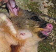 In the early 1970s, it was discovered that possums were the source of chronic infection in cattle herds.