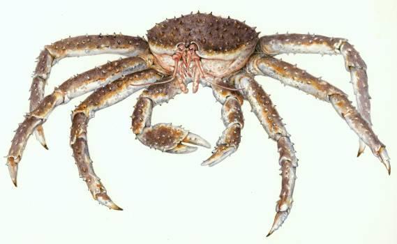 Seafood Watch Seafood Report King crab Paralithodes camtschaticus (red king crab) Paralithodes platypus (blue king crab) Lithodes aequispinus (golden king crab) Seafood Watch AK