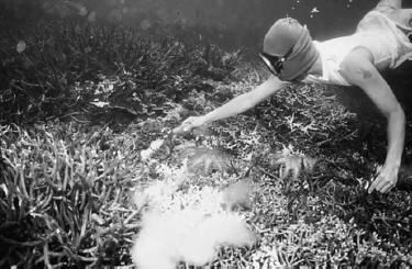Cyanide fishing An estimated 65 tons of cyanide are sprayed each year on Philippine coral reefs alone Source: www.coralreef.