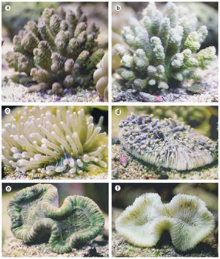 Effect of cyanide on corals Coral specimens exposed to 600 mg/l CN-: (a) Acropora millepora control, (b) A.