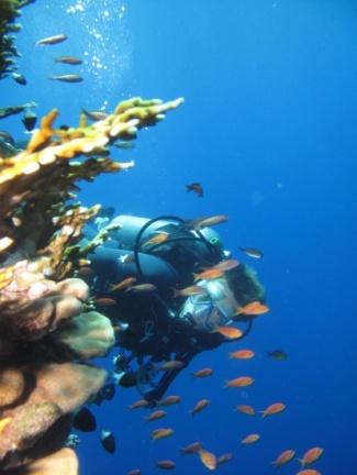 Scuba Review 180 Discover Scuba Diving in your own Villa (Private) 600 Repeat Discover 160 Open Water Diver 810 Scuba