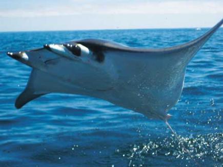 Fig. 4. A lesser devil ray breaching or leaping out of the water. [http://thebeachsideresident.