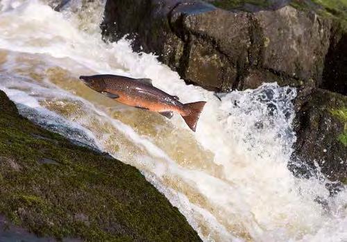 Salmon WildAtlanticsalmonisaprotectedspeciesundertheEUHabitatsDirectiveand thesaleofthisonceabundantfishisnowprohibited.