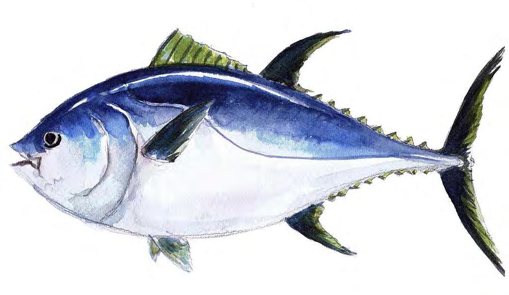 Tuna Theplightoftheblue fintunahasbeengivenalotofpublicityinrecentyears.itspopulationhas plummeted as a result of mismanagement and a flagrant disregard for scientific advice.