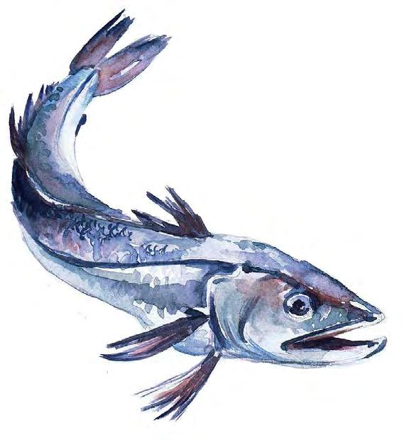 Hake In 2001 an emergency recovery plan was introduced to rebuild stocks of hake. To dateitappearsthatthisplaniseffectivewithnumbersincreasing.