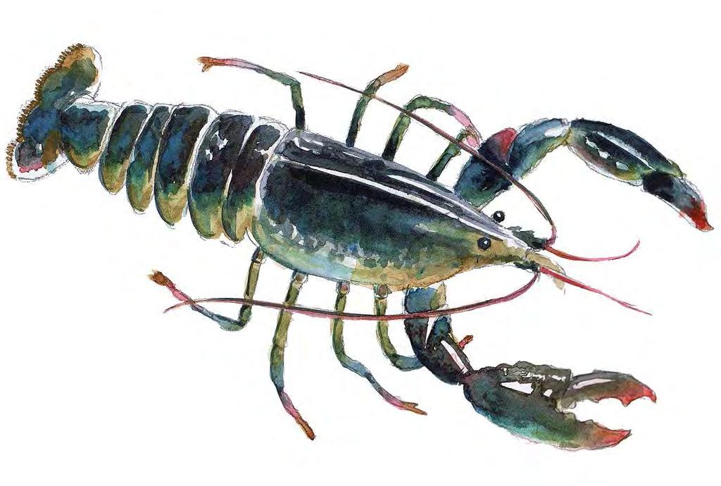 In 1994 a scheme was started in Galway Bay to mark the tails of young female lobsters with a notch. They were thrownbacksotheycouldcontinuetobreed.
