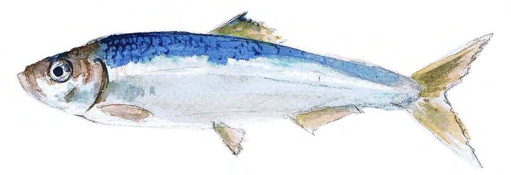 Herring Herring was once a mainstay of the Irish fish diet but are now very uncommonatthefishmarket.theyareanimportantpreyspeciesin the ecosystem and also one of the dominant plankton eating fish.