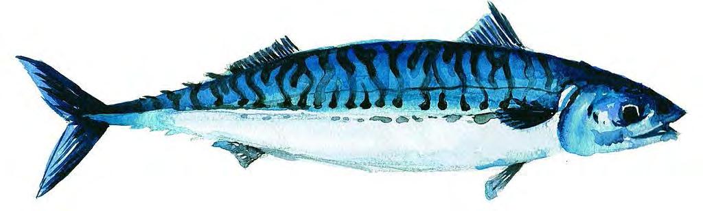 Mackerel The mackerel is the most important commercial fish to Irish fishermen,estimatedtobeworthover 56millionin2011. Itisahighlymigratoryfishthatiscaughtinwatersover200mdeep.